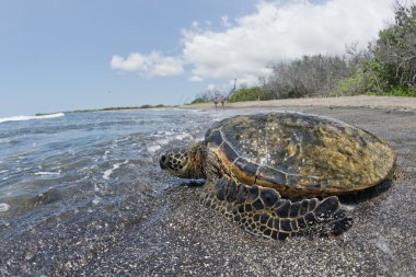 Soepschildpad op zanderige strand in Hawaï