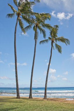Avuç içi Hawaii Poipu plaj manzara