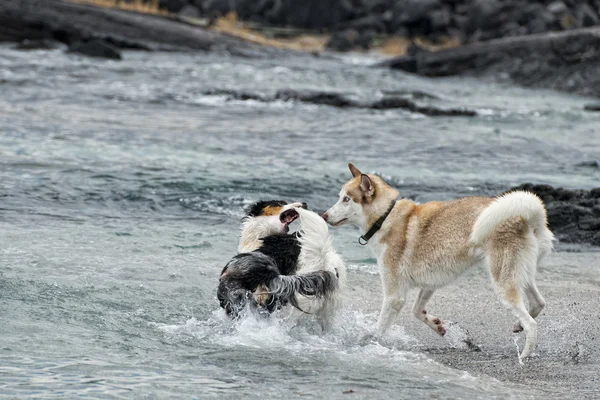 Kumsalda oynayan köpekler. — Stok fotoğraf