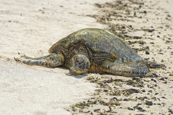 Tartaruga verde na praia de areia no Havaí — Fotografia de Stock