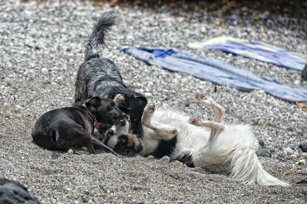 Perros jugando en la playa — Foto de Stock