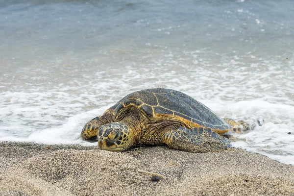 Tortue verte sur une plage de sable fin à Hawaï — Photo