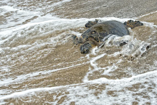 Зеленая черепаха на песчаном пляже на Гавайях — стоковое фото