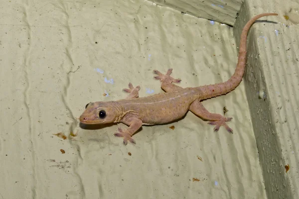 Retrato rosa gecko — Fotografia de Stock