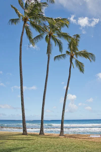 Palmy v krajině Hawaii Poipu beach — Stock fotografie