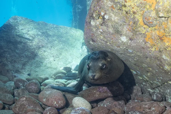 Cucciolo leone marino sott'acqua che ti guarda — Foto Stock