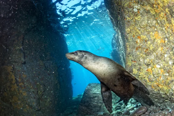 Welpe Seelöwe unter Wasser schaut dich an — Stockfoto