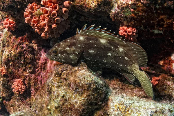 Tauchen im bunten Riff unter Wasser — Stockfoto