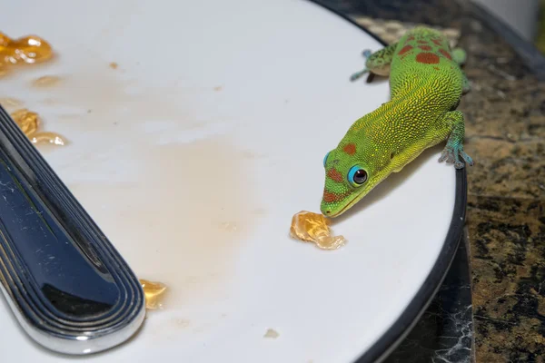 Ouro pó dia Gecko enquanto olha para você — Fotografia de Stock