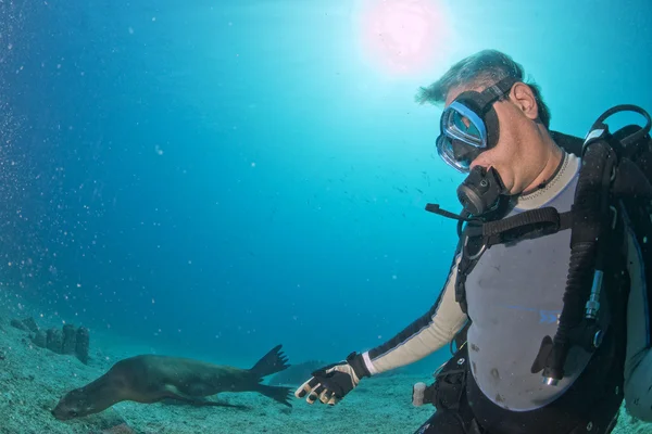 Fotograf nurek zbliża się młody lew morski pod wodą — Zdjęcie stockowe