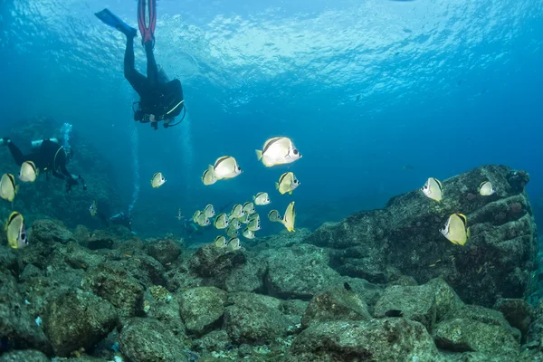 Tauchen im bunten Riff unter Wasser — Stockfoto