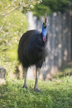 Cassowary portre