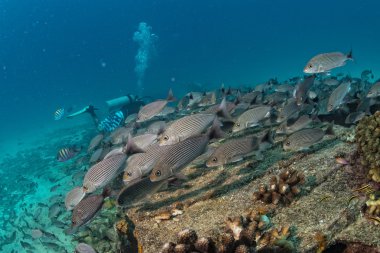 Renkli resif sualtı dalış