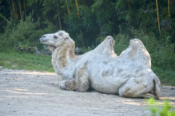 White camel portrait — Stock Photo, Image