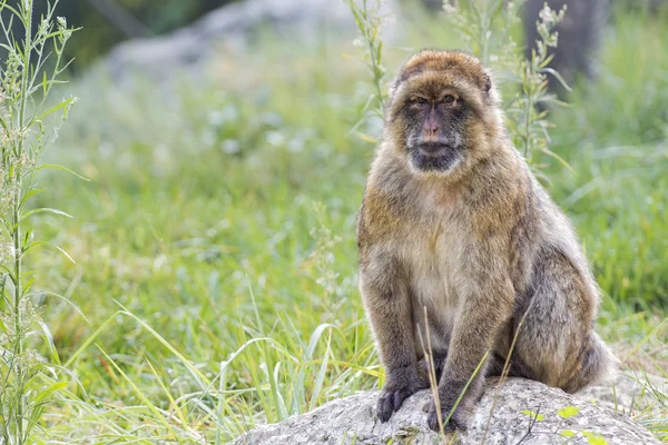 Barbary ape — Zdjęcie stockowe