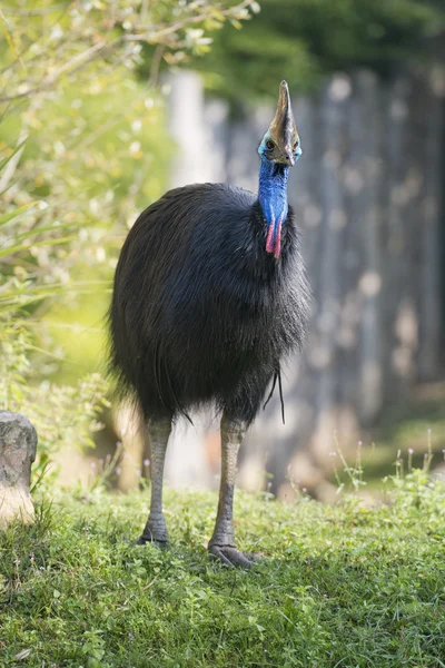 Cassowary portrait — Stock Photo, Image