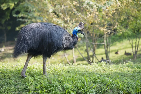 Cassowary portre — Stok fotoğraf