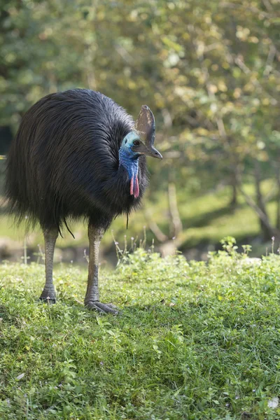 Cassowary portret — Zdjęcie stockowe