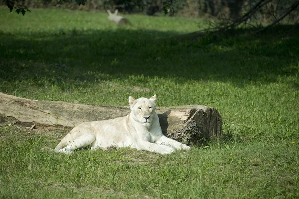 WHITE FEMALE LION — Stock Photo, Image