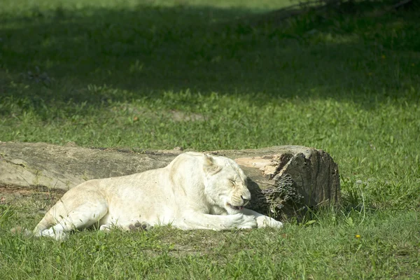 WHITE FEMALE LION — Stock Photo, Image