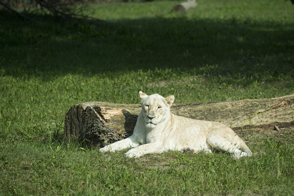 WHITE FEMALE LION