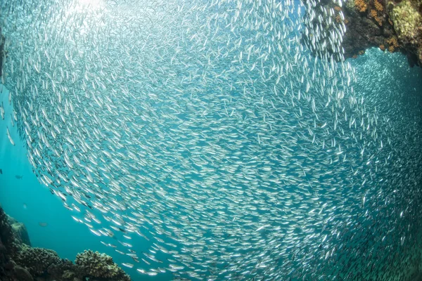 Entering Inside a school of fish underwater — Stock Photo, Image