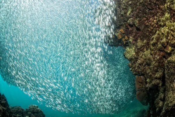 Eintritt in einen Fischschwarm unter Wasser — Stockfoto