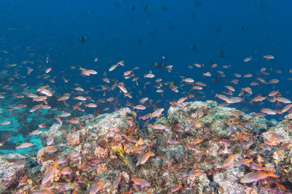 Röda skolan av foshes medan dykning i färgglada rev under vattnet — Stockfoto