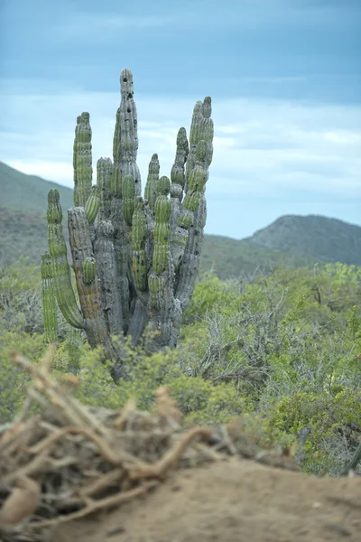 Cactus mexicanos —  Fotos de Stock