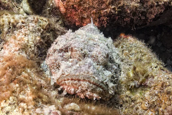 Retrato de peixe de pedra perigoso — Fotografia de Stock