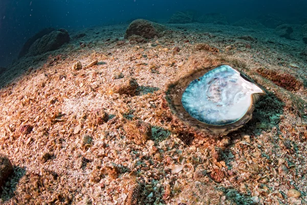 Perlmutt in einem Riff bunte Unterwasserlandschaft — Stockfoto