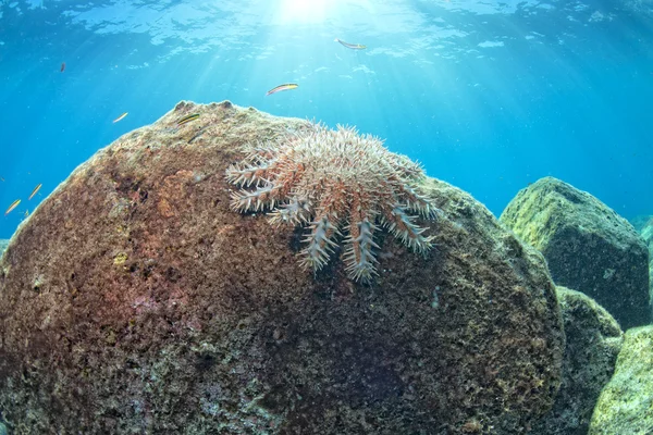 Sjöstjärnor i en färgglad undervattenslandskap reef — Stockfoto