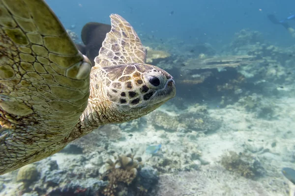 Portret Sea Turtle bliska patrząc na Ciebie — Zdjęcie stockowe