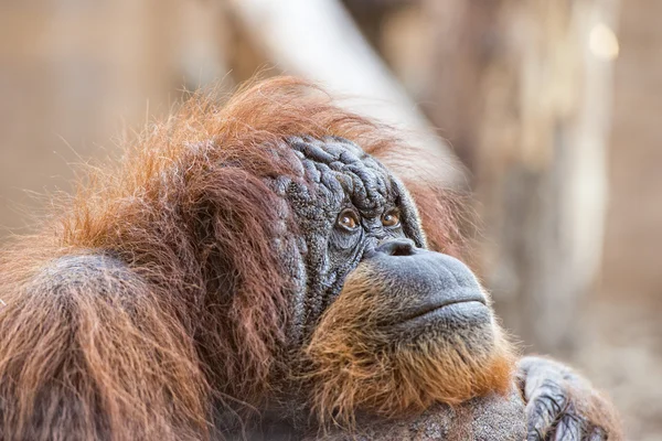 Orangutan monkey blízko se portrét — Stock fotografie