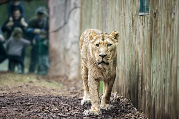 Mujer asiática león retrato en el zoológico — Foto de Stock
