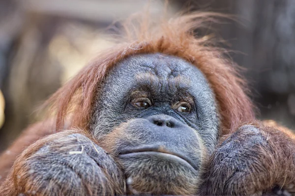 Orangutan monkey close up portrait — Stock Photo, Image