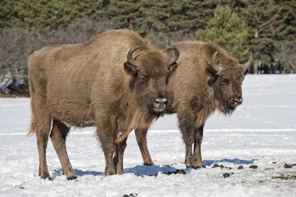 Bisonte europeo en la nieve —  Fotos de Stock