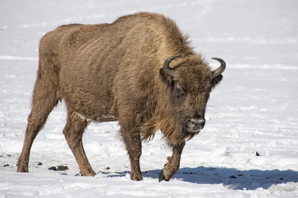 Kar üzerinde Avrupa bizonu — Stok fotoğraf