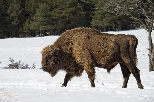 Bisonte europeo en la nieve —  Fotos de Stock