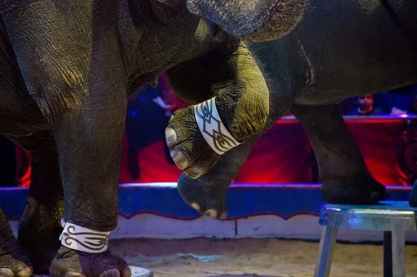 Circus elephant — Stock Photo, Image