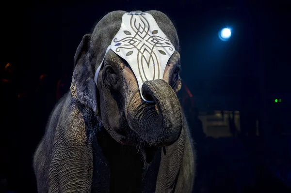 Circus elephant — Stock Photo, Image