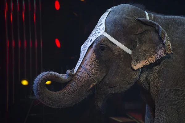 Цирковой слон — стоковое фото