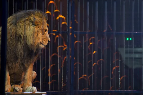 Портрет циркового льва в клетке — стоковое фото