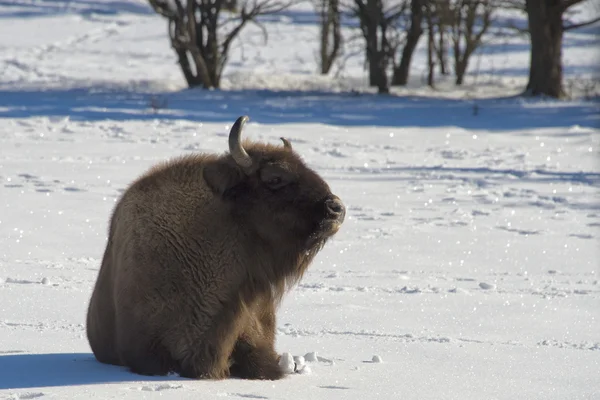 Bisonte europeo en la nieve — Foto de Stock