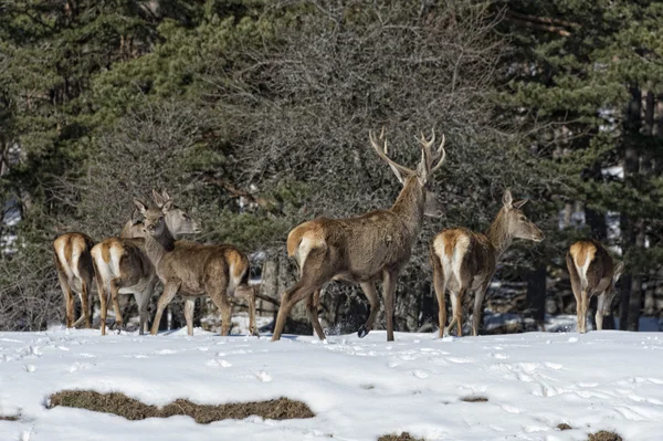 Deer on the snow background Royalty Free Stock Images