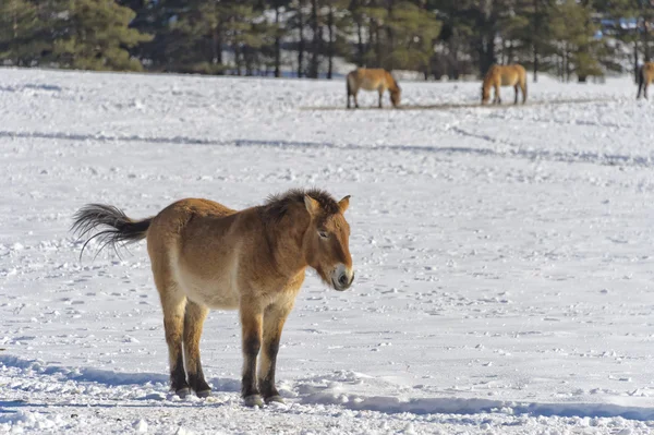 モンゴルの馬は雪に — ストック写真