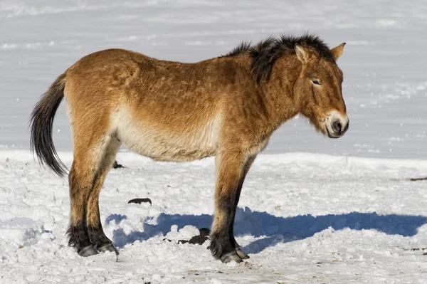 Mongolisches Pferd auf Schnee — Stockfoto