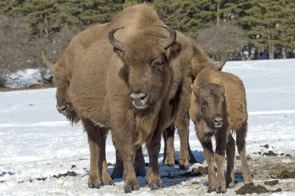 Famille de bisons européens sur neige — Photo