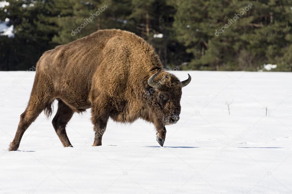 european bison on snow