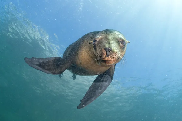 Seelöwe unter Wasser schaut dich an — Stockfoto